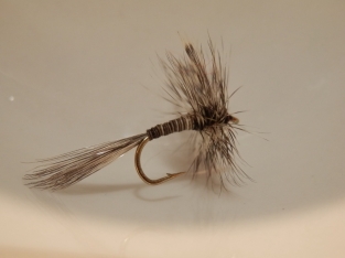 Size 16 Mosquito